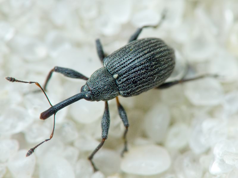 Anthonomus (Anthonomus) rubi (Herbst, 1795)